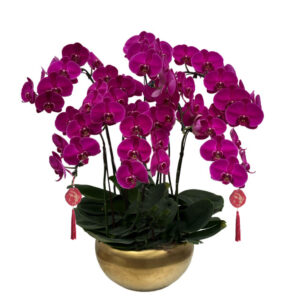 8 in 1 Phalaenopsis with CNY deco 八仙送福