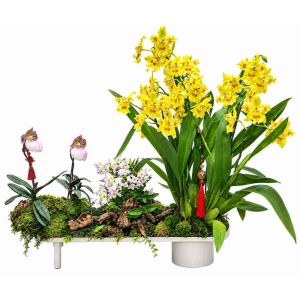 Modern Tabletop 4 in 1 Mix Orchid Arrangement in Metal pot
