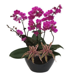 [International Women's Day Special] 3 in 1 Mini Phalaenopsis Arrangement