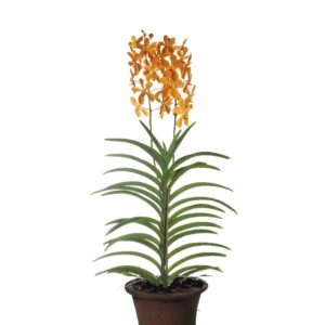 Aranda Orange Nugget