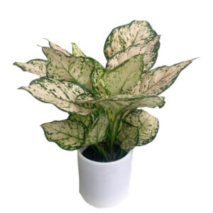 Aglaonema Pink Valentine