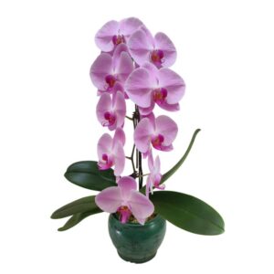 [Flash sale] 1 phalaenopsis in vintage pot