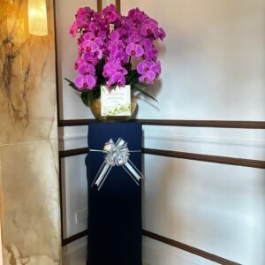 8 Phalaenopsis in 1 Pot with Flower Stand and Ribbon