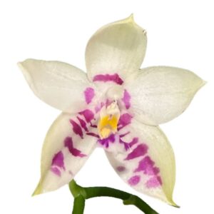 Phalaenopsis Lyndon Mix Zebra '822'