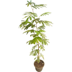 Everfresh Tree (Pithecellobium Confertum)