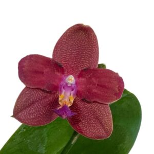 Phalaenopsis Zheng Min Parakeet