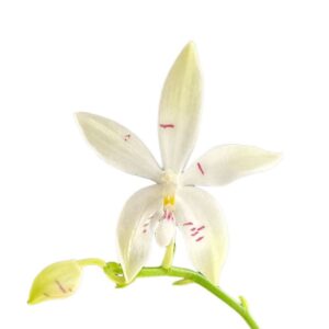 Phalaenopsis tetraspis 'Fire'