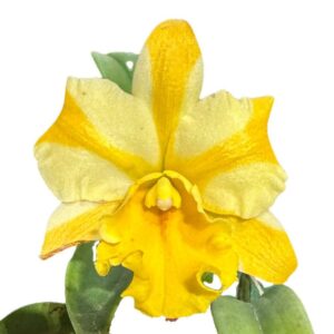 Rhyncattleanthe Nell Hammer