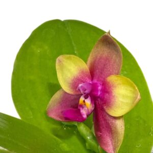 Phalaenopsis Miki Mok Choi Bear Queen