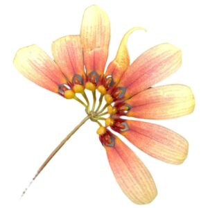 Bulbophyllum mastersianum