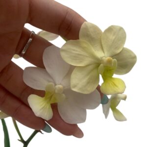 Tapropapilanda Candlelight