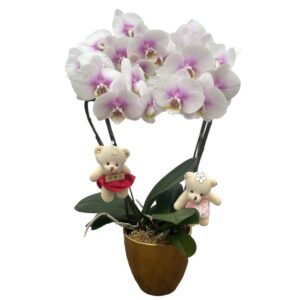 [Valentine's Gift] Phalaenopsis Pink Heart Shaped Arrangement with bear 成双成对