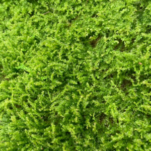Moss Plagiomnium acutum 尖叶蒲灯藓