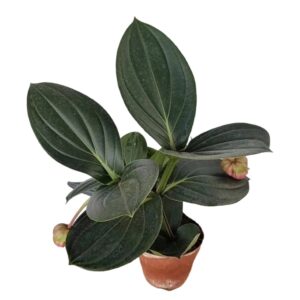 Medinilla speciosa 宝莲灯