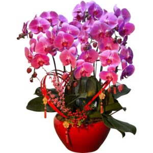 Chinese New Year Phalaenopsis Gift
