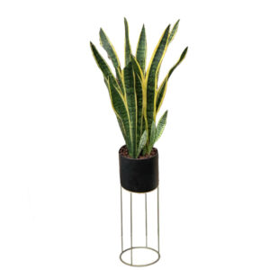 Sansevieria trifasciata, Snake Plant in Metal planter with stand