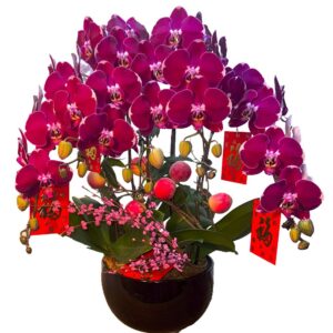 5 in 1 Phalaenopsis with CNY deco 好运连连