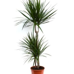 Dracaena Marginata 1.2m