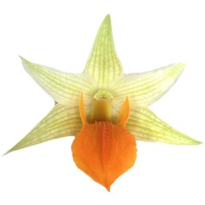 Dendrobium Jiaho Delight ''Lemon Orange'' (0.65m)