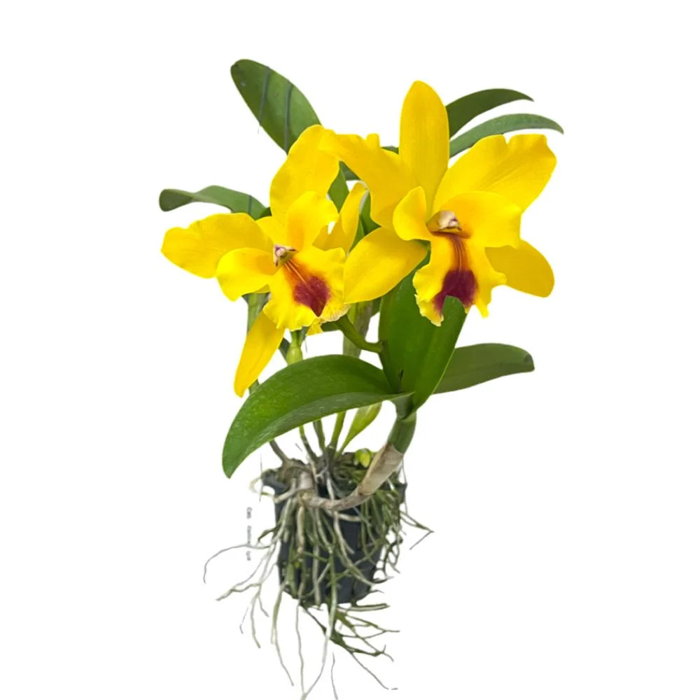 Cattleya Yellow kps (with fragrance) - Woon Leng Nursery