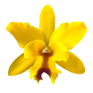 Cattleya Yellow kps (with fragrance)