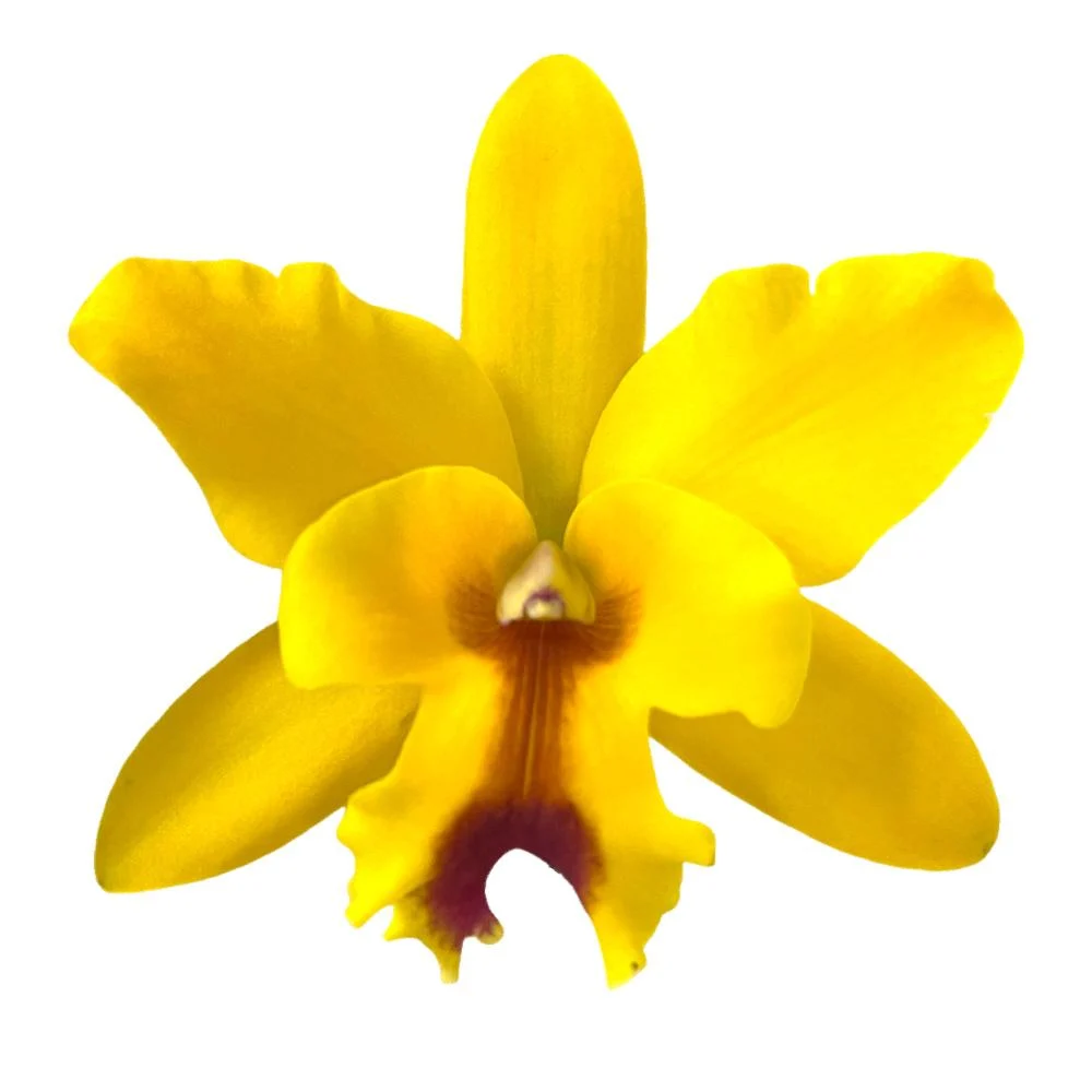 Cattleya Yellow kps (with fragrance) - Woon Leng Nursery