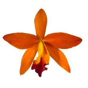 Cattlianthe Tan Khim Ser