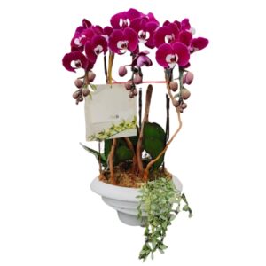 [Mother's day] 3 in 1 Phalaenopsis Arrangement in ceramic pot