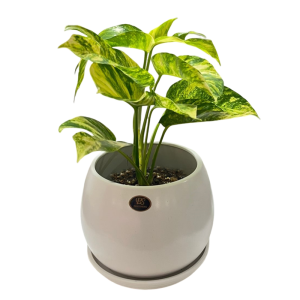 Epipremnum Golden Flame