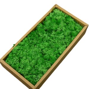 Preserved Reindeer Moss 500g