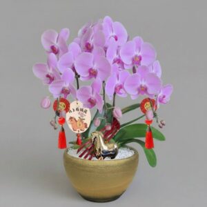 3 in 1 Phalaenopsis with CNY deco in ceramic pot 马上有钱花