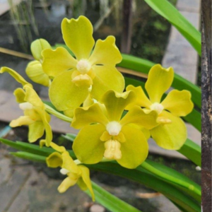 [Blind Box Bundle of 3] Blooming Size Vanda Hybrid