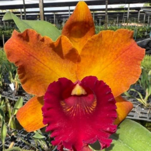 [Blind Box Bundle of 3] Blooming Size Premium Cattleya Hybrid (Rlc. / Rth. / Ctt. Hybrids)