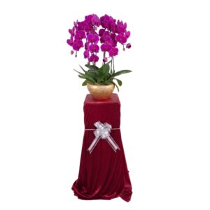 6 Phalaenopsis in 1 Pot with Flower Stand and Ribbon