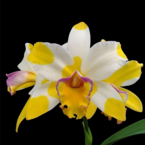 [Blooming size] Rhyncholaeliocattleya Kyle 'Heart of Gold' 黄金之心