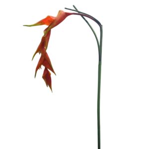 Artificial Heliconia Flower Stem