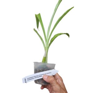 Clowesetum Penang Waltz