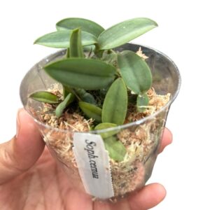 Cattleya cernua/Sophronitis cernua