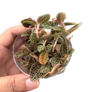 Jewel Orchid Multiple growth (Anoectochilus roxburghii)