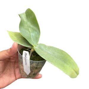 Phalaenopsis gigantea